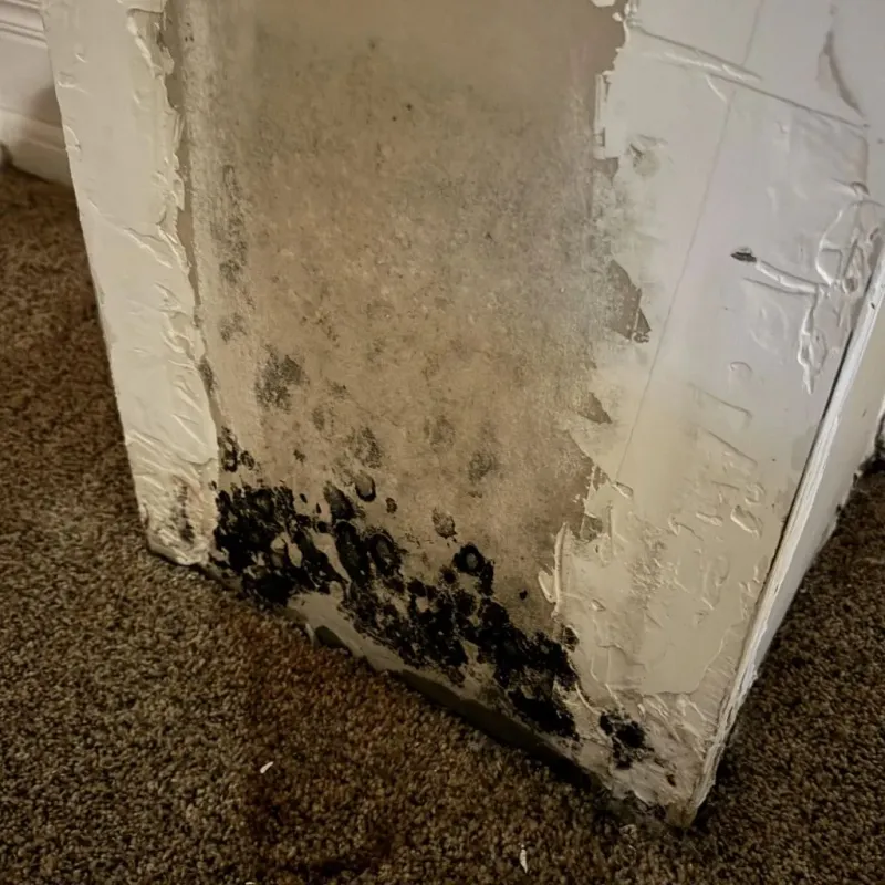 Professional Mold Removal in Musselshell County, MT